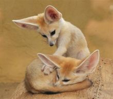 Adorable Babies Fennec Fox Babies For Sale Text us at (908) 516-8653)