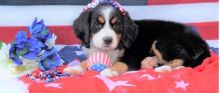 🟥🍁🟥 CANADIAN MALE AND FEMALE Bernese Mountain Dog PUPPIES AVAILABLE