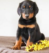 🟥🍁🟥 CANADIAN MALE AND FEMALE DOBERMAN PINSCHER PUPPIES AVAILABLE