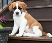 🟥🍁🟥 CANADIAN MALE AND FEMALE SAINT BERNARD PUPPIES AVAILABLE