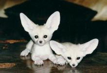 Extremely friendly Bear Pile Fennec Fox 2 Females, 1 Male