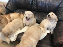 Meet these adorable Golden Retriever puppies