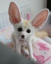 4 Little but Smart baby Fennec Foxes for sale Text us at (908) 516-8653)