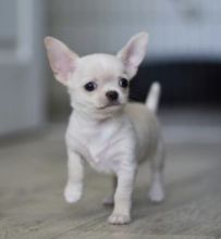 Beautiful White Chihuahua Puppies Text us at (908) 516-8653)