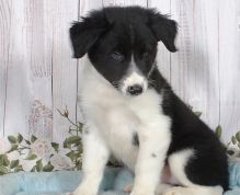 Beautifully marked, black & white border collies