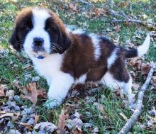 Champion Saint Bernard Puppies