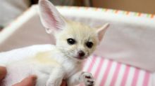 Female Fennec Fox For Sale Text us at (908) 516-8653)