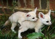 Fennec Fox Ready For New Home Text us at (908) 516-8653)