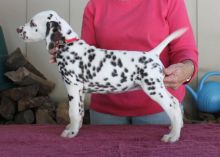 Kc Registered Dalmatian Puppies For Sale