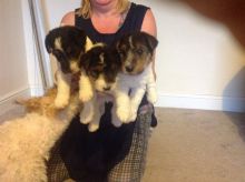 Kc Registered Wirehaired Fox Terrier Puppies Text us at (908) 516-8653)
