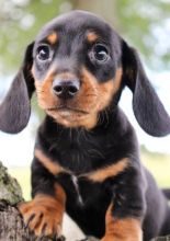 Miniature Dachshund puppies for sale