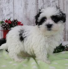 Outstanding Havanese puppies for adoption