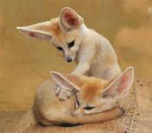 Parent Raised Fennec Fox For Sale Text us at (908) 516-8653)