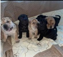 Registered Shar Pei Boys Remaining For Sale Text us at (908) 516-8653)