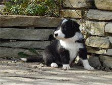 There are male and female Border Collie pups