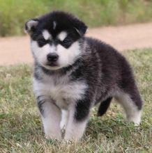 We have Pure Bred Alaskan Malamutes Puppies