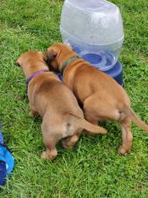 We have two wonderful male and female Bullmastiff Puppies