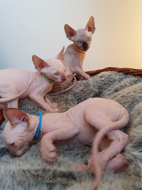 Beautiful Sphynx Kittens Litters Text us at (908) 516-8653) Image eClassifieds4u