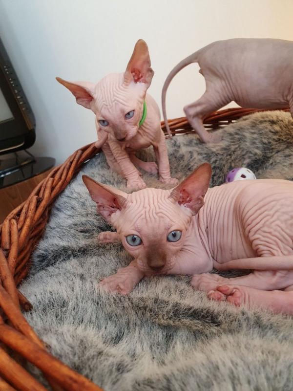 Beautiful Sphynx Kittens Litters Text us at (908) 516-8653) Image eClassifieds4u