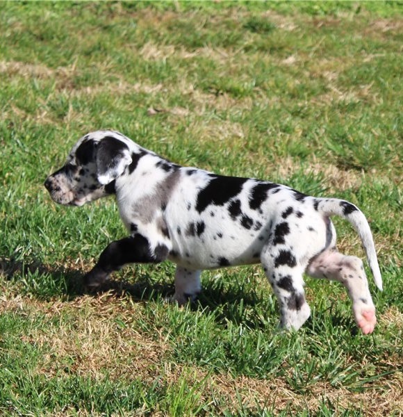 Black spotted Dalmatian puppies ready to leave Image eClassifieds4u