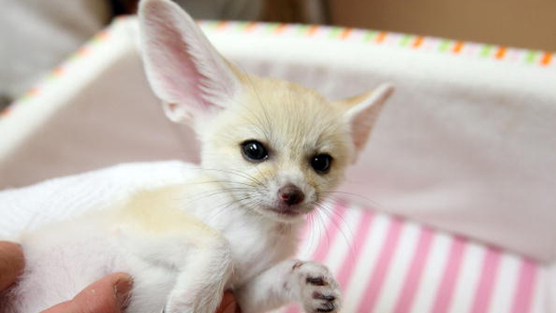 Female Fennec Fox For Sale Text us at (908) 516-8653) Image eClassifieds4u