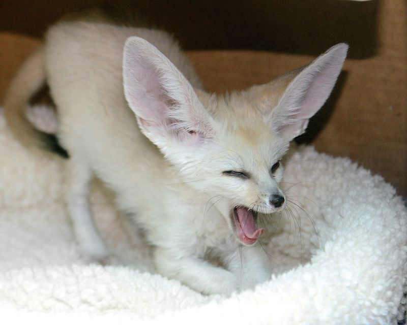 Female Fennec Fox For Sale Text us at (908) 516-8653) Image eClassifieds4u