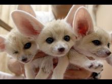 Extremely friendly Bear Pile Fennec Fox 2 Females, 1 Male Image eClassifieds4u 3