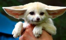 Extremely friendly Bear Pile Fennec Fox 2 Females, 1 Male Image eClassifieds4u 2