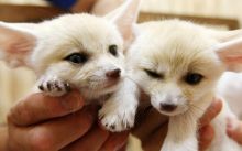 Pure Cuteness! Fennec Fox For Sale Text us at (908) 516-8653) Image eClassifieds4u 1