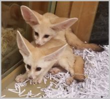 4 Little but Smart baby Fennec Foxes for sale Text us at (908) 516-8653) Image eClassifieds4u 2