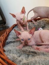 Beautiful Sphynx Kittens Litters Text us at (908) 516-8653) Image eClassifieds4u 2