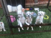 Beautiful White Chihuahua Puppies Text us at (908) 516-8653) Image eClassifieds4u 2