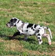 Black spotted Dalmatian puppies ready to leave Image eClassifieds4U