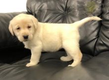 Cute Labrador puppies Ready for their new home Image eClassifieds4U