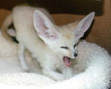 Female Fennec Fox For Sale Text us at (908) 516-8653) Image eClassifieds4u 2