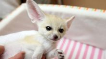 Fennec Fox Bottle Babies Text us at (908) 516-8653) Image eClassifieds4u 2
