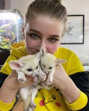 Fennec Fox For Caring Home Text us at (908) 516-8653) Image eClassifieds4u 1