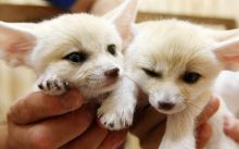 Fennec Fox Kits For Sale Text us at (908) 516-8653) Image eClassifieds4u 2