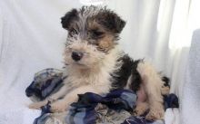 Kc Registered Wirehaired Fox Terrier Puppies Text us at (908) 516-8653) Image eClassifieds4u 2
