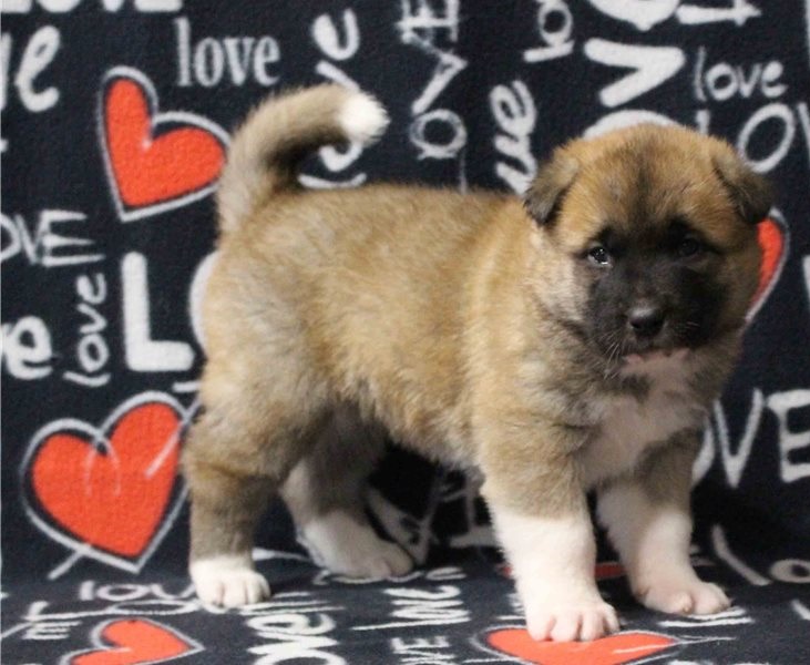 Male and Female Akita puppies Image eClassifieds4u