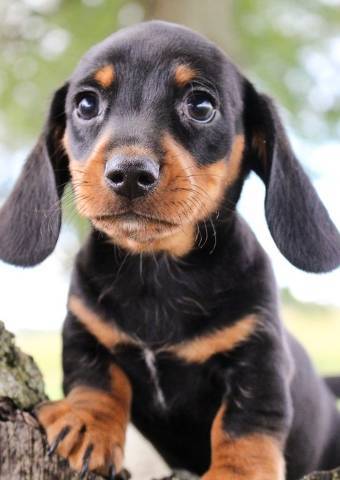 Miniature Dachshund puppies for sale Image eClassifieds4u