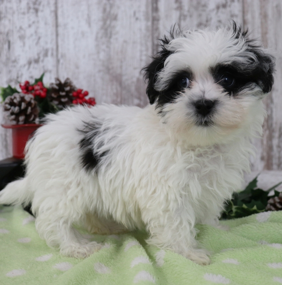 Outstanding Havanese puppies for adoption Image eClassifieds4u