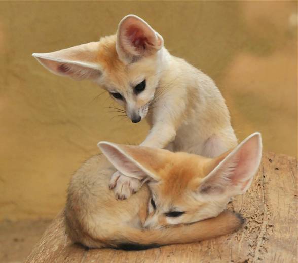 Parent Raised Fennec Fox For Sale Text us at (908) 516-8653) Image eClassifieds4u