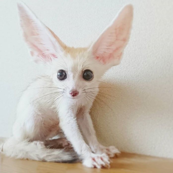Parent Raised Fennec Fox For Sale Text us at (908) 516-8653) Image eClassifieds4u