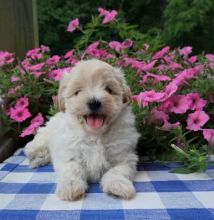 🟥🍁🟥 CANADIAN MALE AND FEMALE MALTIPOO PUPPIES AVAILABLE