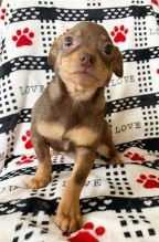 Chihuahua puppies, male and female for re-homing into good homes