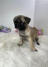 Pug puppies for re homing into interested homes.