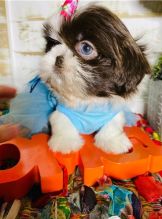 Registered Shih Tzu Puppies For Adoption