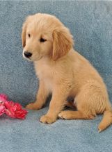 Stunning Male and Female Golden Retriever Puppies available for adoption
