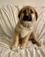 Sweet and Adorable Mastiff X Shepherd Cross Puppies